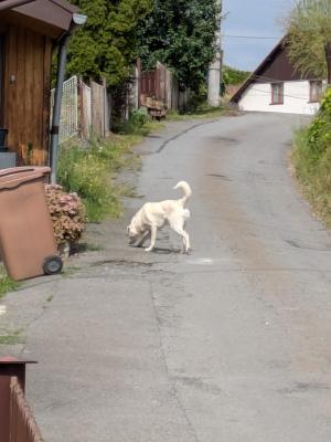 leták